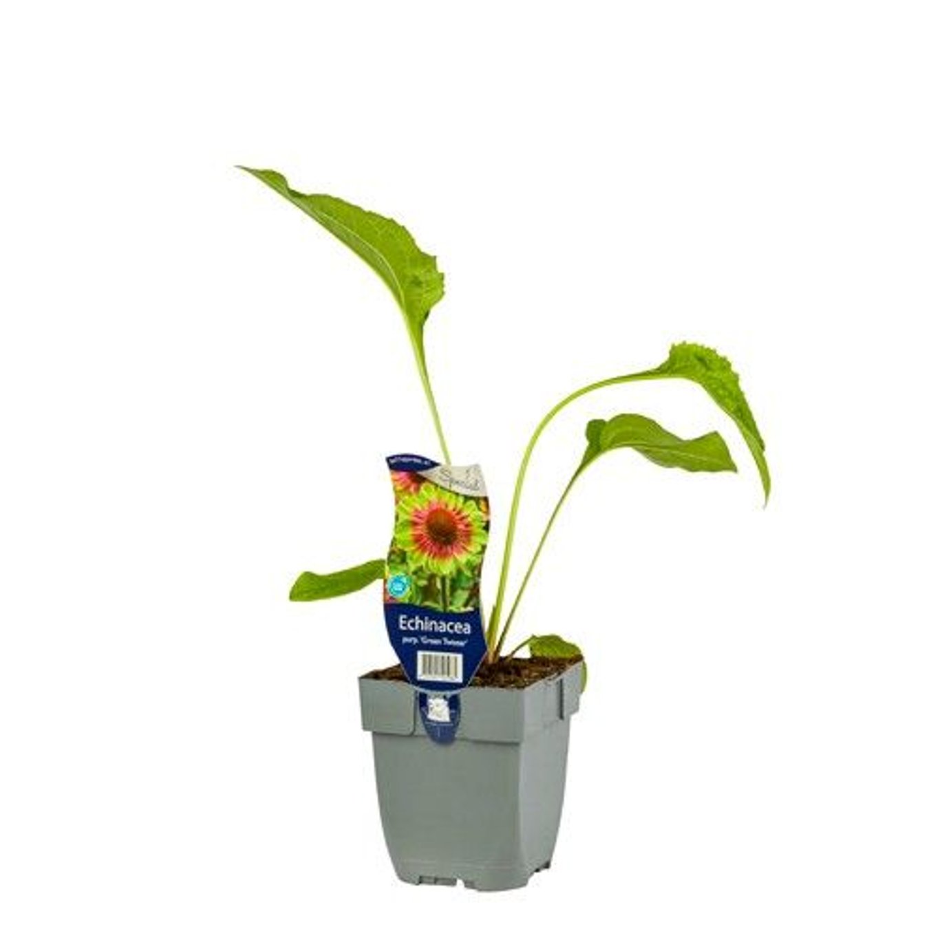 Echinacea p. 'Green Twister' - P11